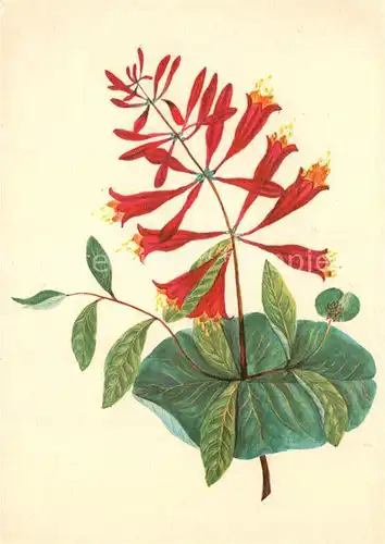 AK / Ansichtskarte Blumen Geissblatt Kuenstlerkarte E. Reinhardt Pro Infirmis  