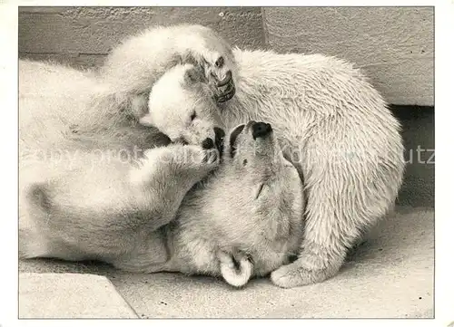 AK / Ansichtskarte Eisbaer  