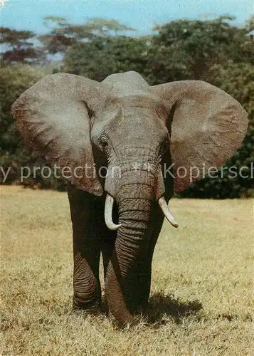 AK / Ansichtskarte Elefant Afrikanischer Steppenelefant  