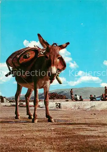 AK / Ansichtskarte Esel_Tiere  
