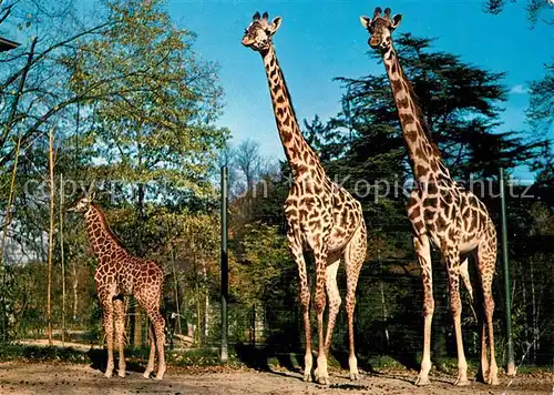 AK / Ansichtskarte Giraffe Zoo Basel 