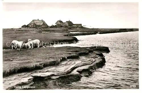 AK / Ansichtskarte Hallig_Langeness Schafe Hof Hallig_Langeness