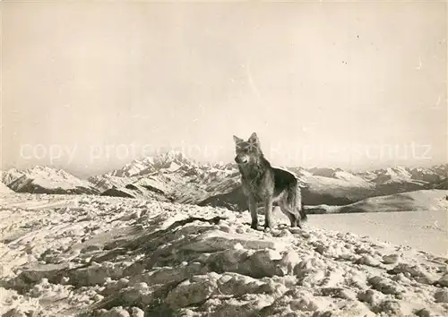 AK / Ansichtskarte Hunde Col de la Madeleine Mont Blanc Son Gardien Tabou  