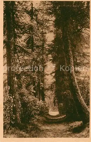 AK / Ansichtskarte Koenigsfeld_Schwarzwald Jubelallee Baumallee Koenigsfeld Schwarzwald