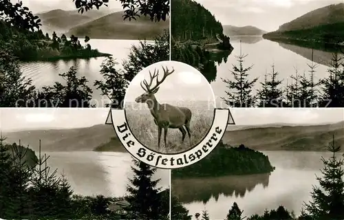 AK / Ansichtskarte Osterode_Harz Soesetalsperre Details Hirsch Osterode_Harz