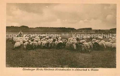 AK / Ansichtskarte Schmarbeck Lueneburger Heide Heidschnucken Schmarbeck