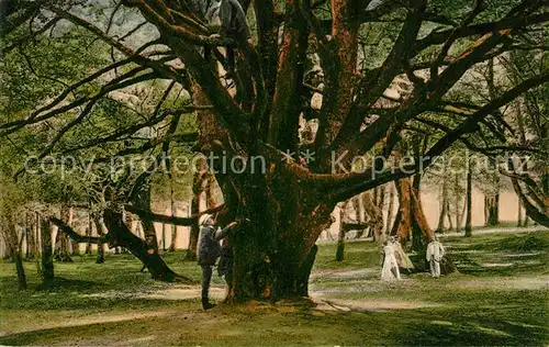 Stubbenkammer_Ruegen Landschaft Alte Baeume Stubbenkammer Ruegen