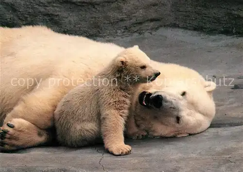 Tiere Eisbaer mit Jungem Wilhelma Stuttgart 