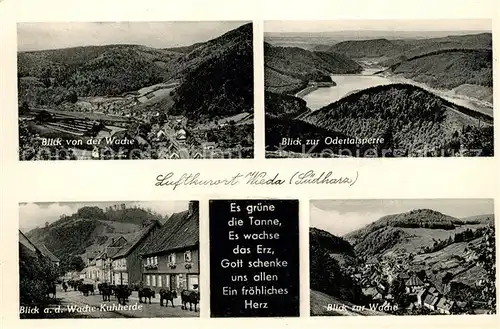 Wieda Odertalsperre Kuhherde Es gruene die Tonne Wieda