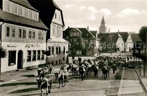 Winterberg_Hochsauerland Auftrieb Kuhherde Winterberg_Hochsauerland