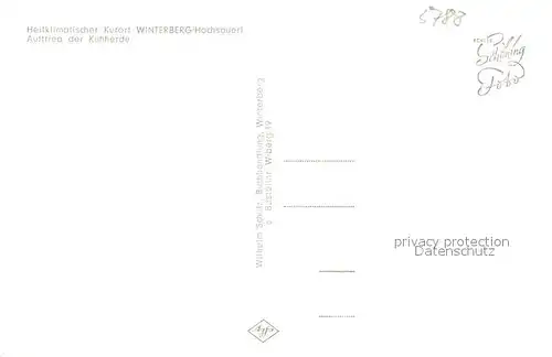 Winterberg_Hochsauerland Auftrieb Kuhherde Winterberg_Hochsauerland