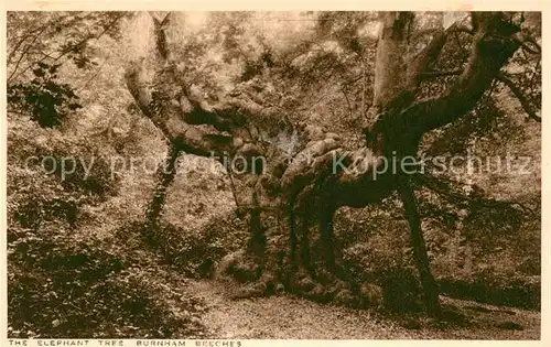 AK / Ansichtskarte 0 Baeume_Trees Elephant Tree Burnham Beeches  