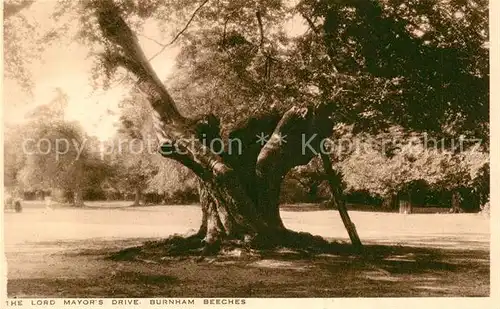 AK / Ansichtskarte 0 Baeume_Trees Lord Mayor's Drive Burnham Beeches 