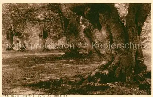 AK / Ansichtskarte 0 Baeume_Trees Seven Sisters Burnham Beeches  