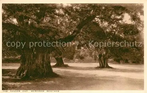AK / Ansichtskarte 0 Baeume_Trees Druids Oak Burnham Beeches  