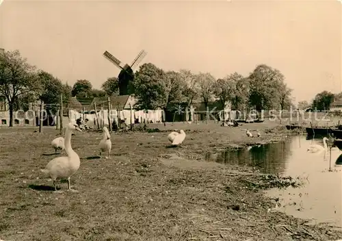 AK / Ansichtskarte Werder_Havel Schwaene an der Havel Windmuehle Werder Havel