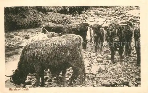 AK / Ansichtskarte Tiere Highland Cattle 