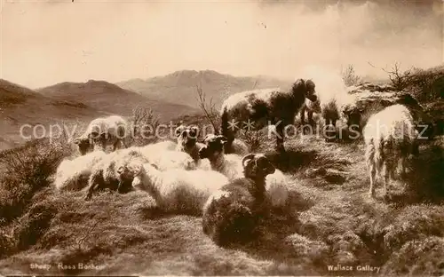 AK / Ansichtskarte Schafe Sheep Rosa Bonheur  