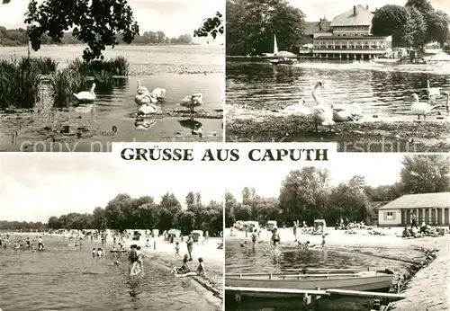 AK / Ansichtskarte Caputh Schwaene Badestrand Gaststaette Caputh