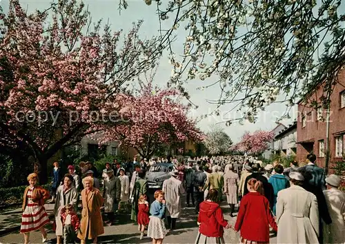 AK / Ansichtskarte Britz_Berlin Baumbluete Britz Berlin