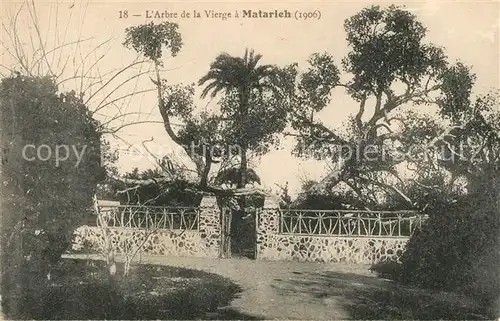 AK / Ansichtskarte Matarieh Arbre de la Vierge Matarieh