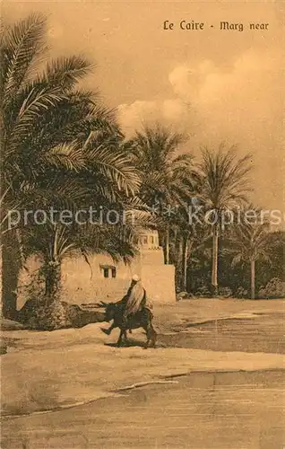 AK / Ansichtskarte Cairo_Egypt Marg Cairo Egypt