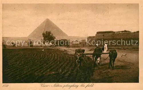 AK / Ansichtskarte Cairo_Egypt Feld pfluegen Ochsengespann Pyramide Cairo Egypt