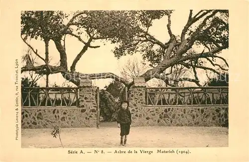 AK / Ansichtskarte Matarieh arbre de la Vierge Matarieh