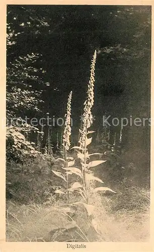 AK / Ansichtskarte Blumen  