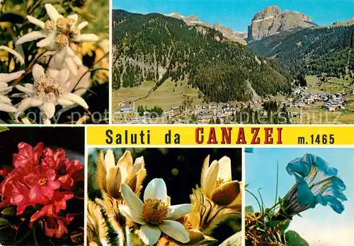 AK / Ansichtskarte Canazei_Suedtirol Panorama Alpenflora Canazei Suedtirol
