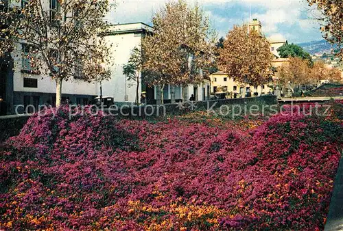AK / Ansichtskarte Funchal Bougainvillea Funchal