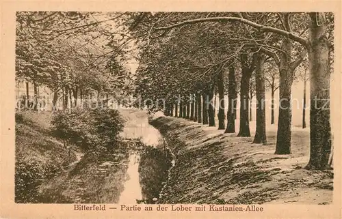 AK / Ansichtskarte Bitterfeld Kastanien Allee Bitterfeld