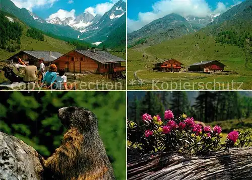Schnals_Bozen_Suedtirol Eishof Alm Pfossental Murmeltier Alpenflora Landschaftspanorama Alpen Schnals_Bozen_Suedtirol