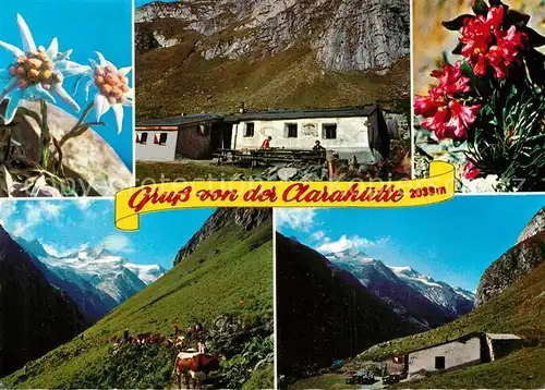Praegraten_Grossvenediger Clarahuette im Umbaltal Almvieh Alpenflora Edelweiss Alpenpanorama Praegraten Grossvenediger