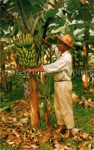 AK / Ansichtskarte Bananen Martinique Banana Tree  