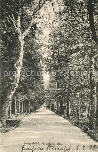 AK / Ansichtskarte Koenigsfeld_Schwarzwald Gottesackerallee Baumallee Koenigsfeld Schwarzwald