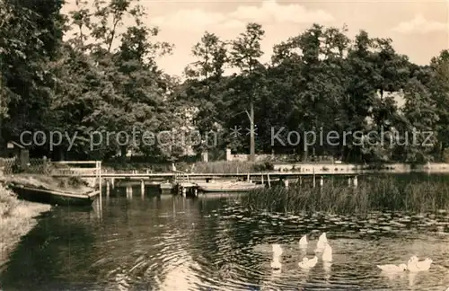 AK / Ansichtskarte Lindow_Mark Wasservoegel am Wutzsee Bootssteg Lindow Mark