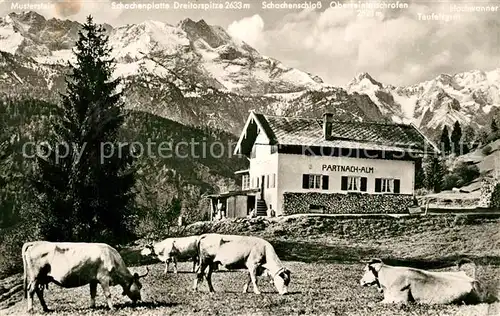 AK / Ansichtskarte Partnachalm Kuehe Schachenplatte Dreitorspitze Schachenschloss  Partnachalm