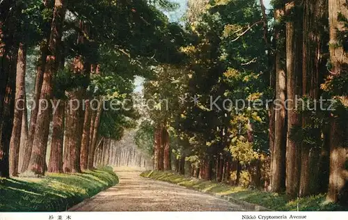 AK / Ansichtskarte Nikko Cryptomeria Avenue Nikko