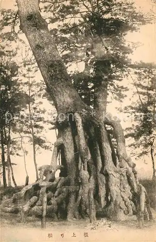 AK / Ansichtskarte Japan Nadelbaum mit vielen Wurzeln Japan