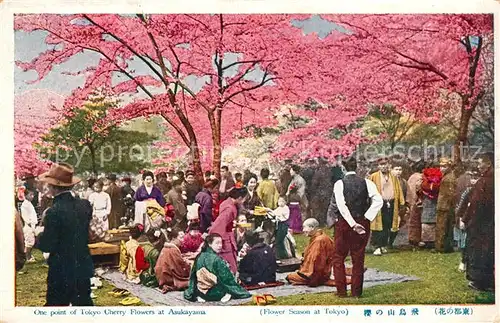 AK / Ansichtskarte Tokyo Tokyo Cherry Flowers Asukayama Tokyo