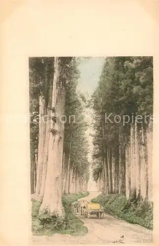 AK / Ansichtskarte Japan Fuhrwerk Alleenstrasse Japan