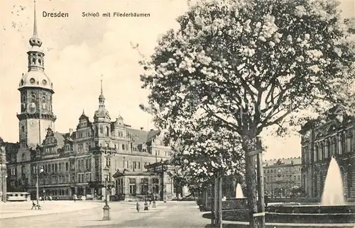 Dresden Schloss Fliederbaeume Baumbluete Dresden