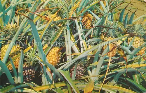 AK / Ansichtskarte Queensland Pineapples ready for harvest Queensland