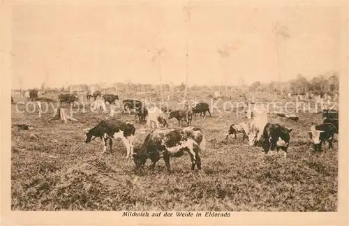 AK / Ansichtskarte Eldorado_Argentinien Milchvieh auf der Weide 
