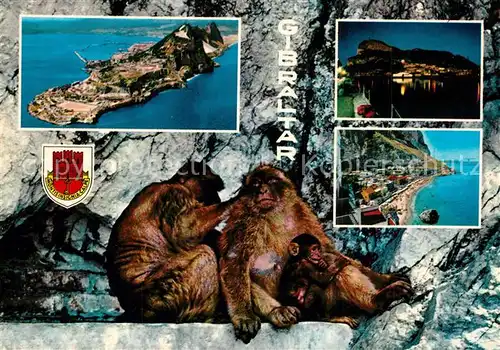 AK / Ansichtskarte Gibraltar Stadtansichten Affen Gibraltar