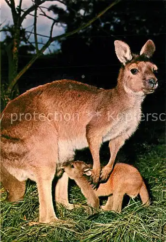 AK / Ansichtskarte Australien Kangaroo and Joey Australien