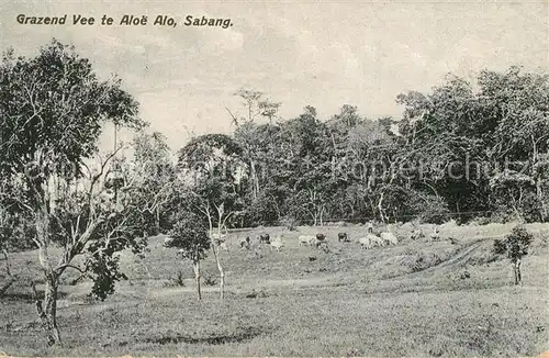 Sabang Grazend Vee te Aloe Alo Sabang