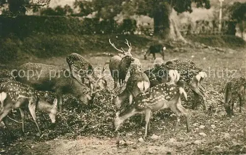 Japan Rehe Kitz Hirsch Wild Japan