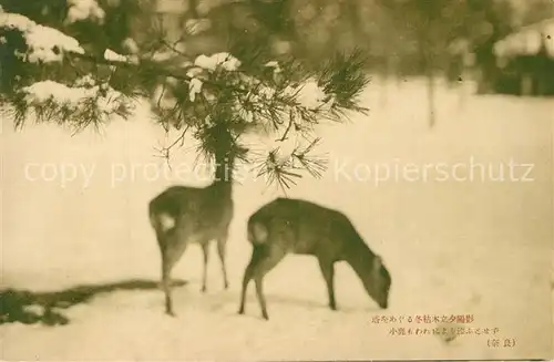 Japan Rehe im Winter Wild Japan